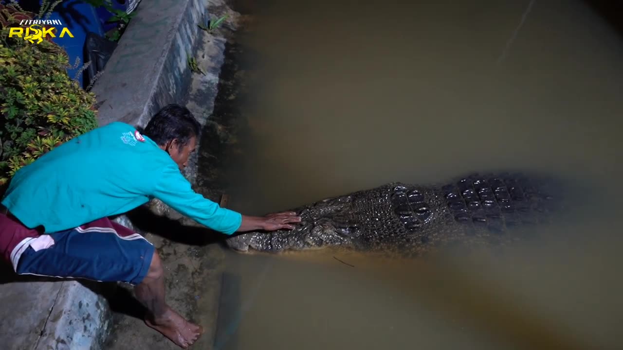 Croc guard the river from human