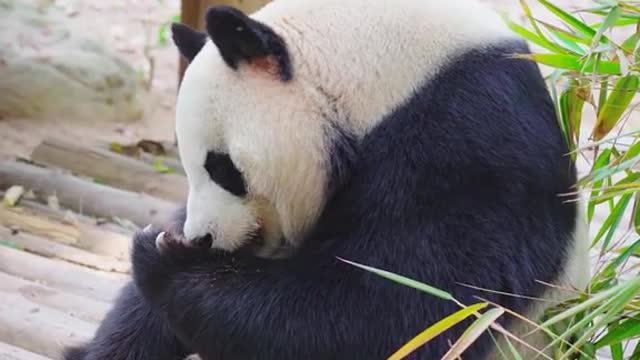 A panda's favorite thing is to tickle