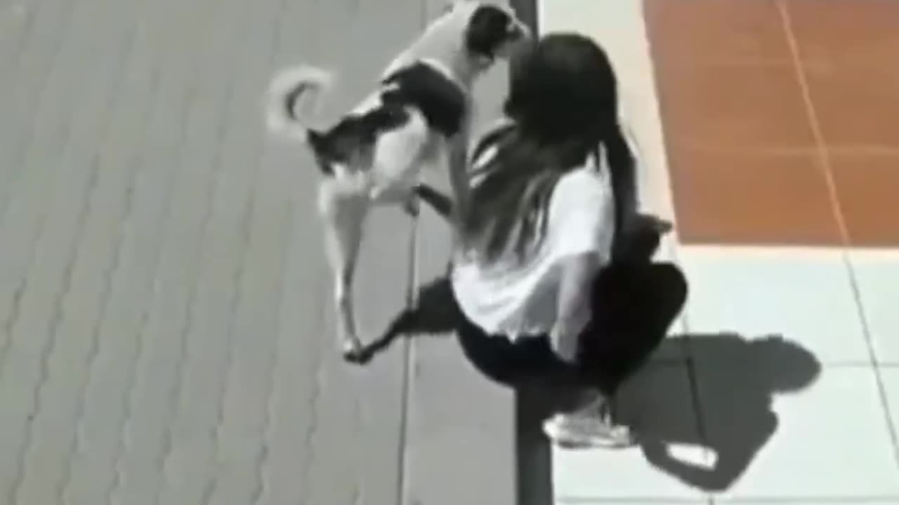 Naughty dog