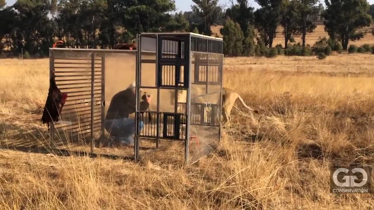 Human Lion Cage at GG Conservation