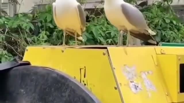 birds are kidding