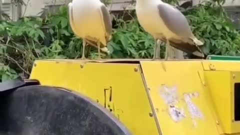 birds are kidding