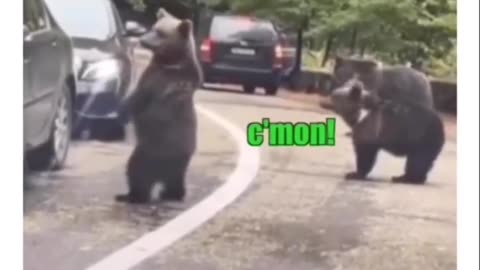 Bear animal video