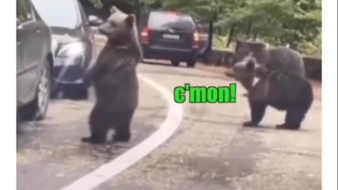 Bear animal video