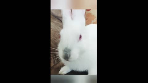 little bunny winks ;)