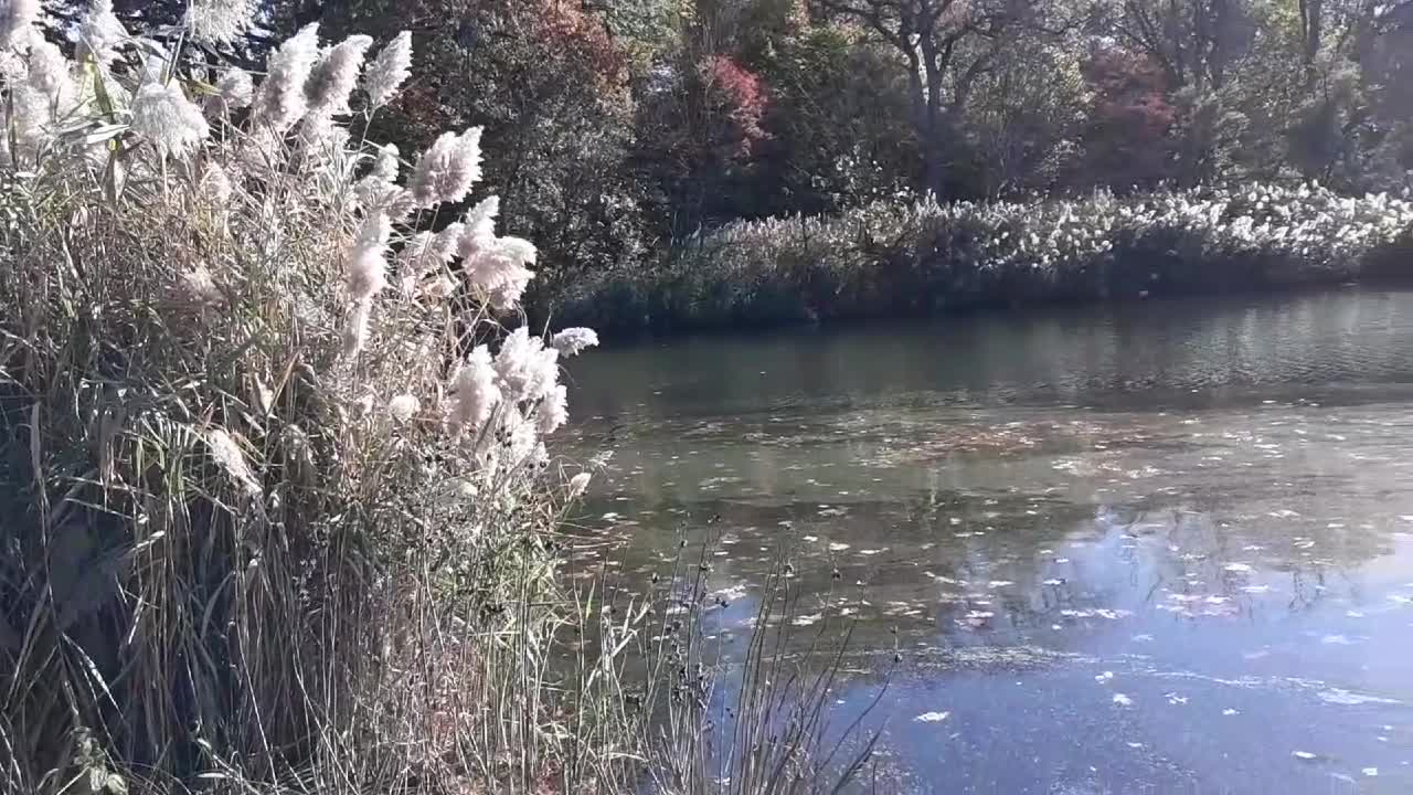 Branch Brook park