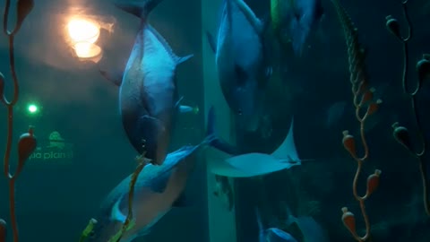 Fish swimming in clear water