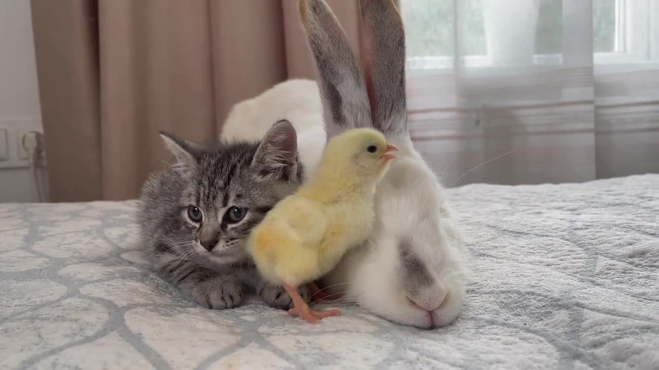 Baby Kitten and Giant Rabbit Confused by meeting Chick