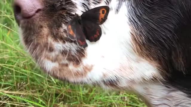 Dog Patiently Lets Butterfly Dry Themself Off Over Their Face