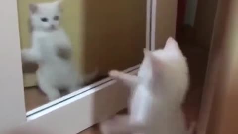 Funny cat video