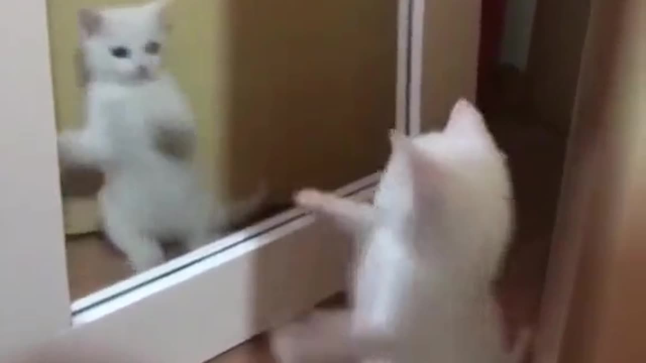 Funny cat video