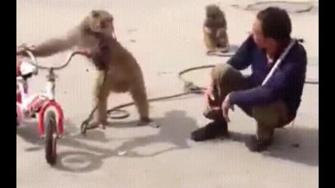 Funniest Monkey