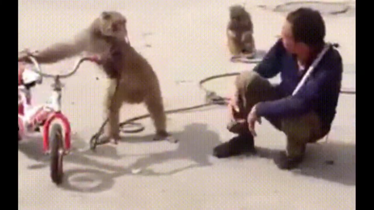 Funniest Monkey