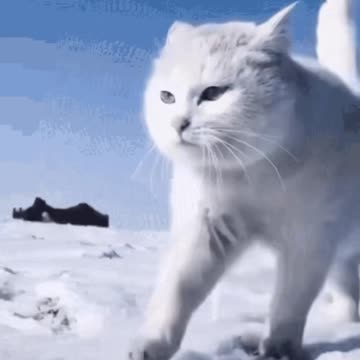 Cute Cat Gif
