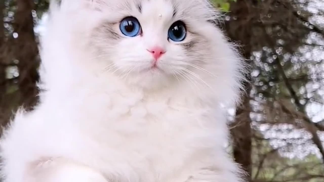 Super cute kitten