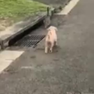 Baby cats 🐈 cute and funny baby cat videos compilation zeng