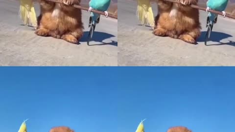 funny Animals short videos. pets Short Viral Videos.