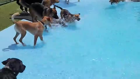 Pool of the day /viral dog