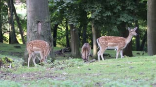 Short video of deers