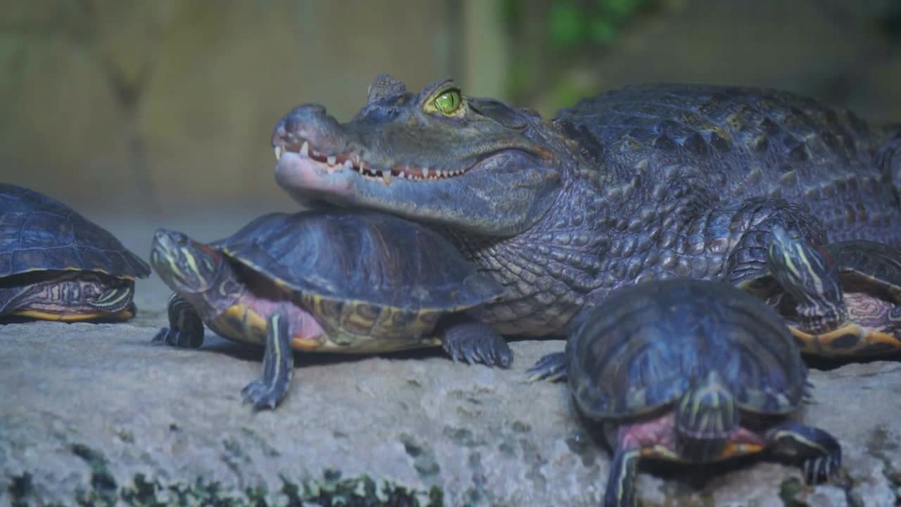 The crocodile is surrounded by turtles