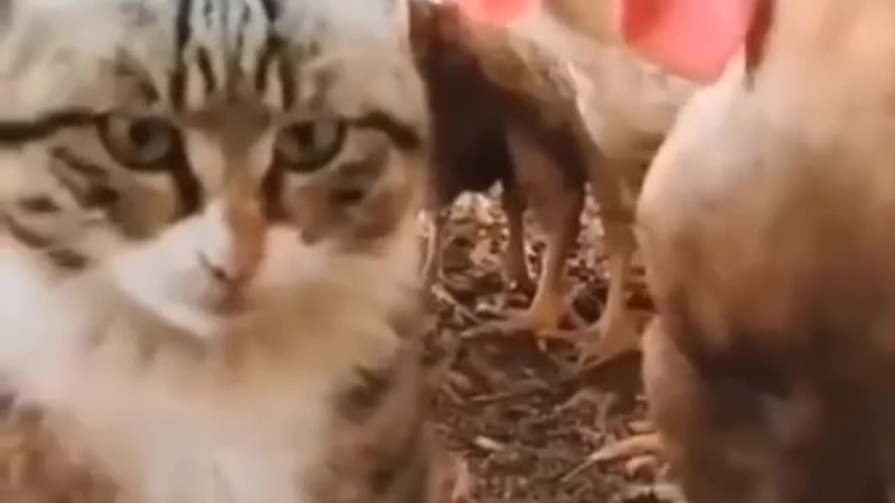 Funny animals videos|| cute animal videos