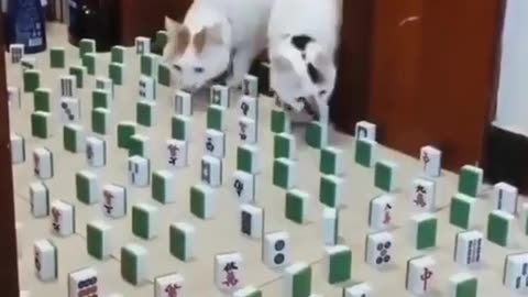 Cats have a unique ability to avoid obstacles