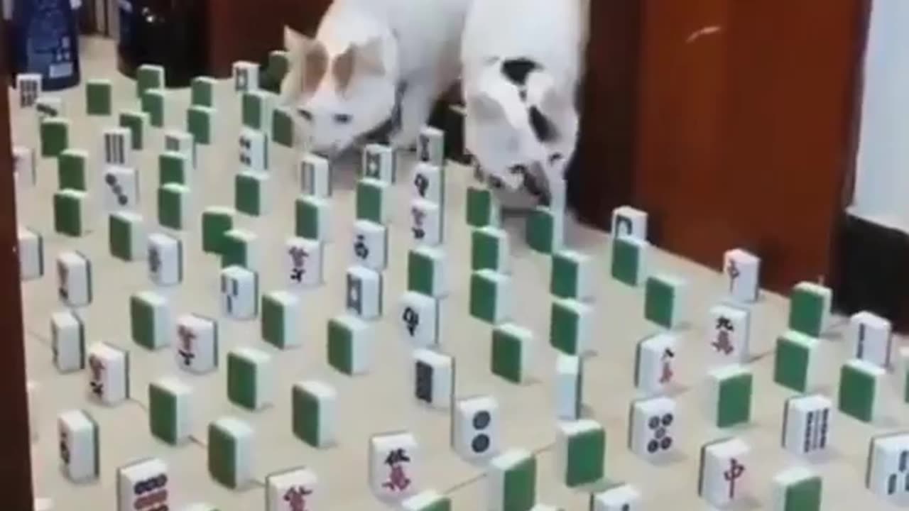 Cats have a unique ability to avoid obstacles