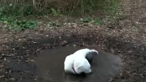 #CuteBabyAnimals #Funny #daily #Shorts #amushorts #rumble C179