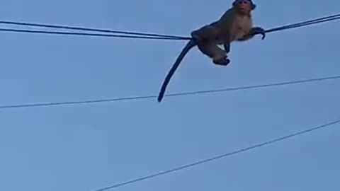 Nunca subestime um animal