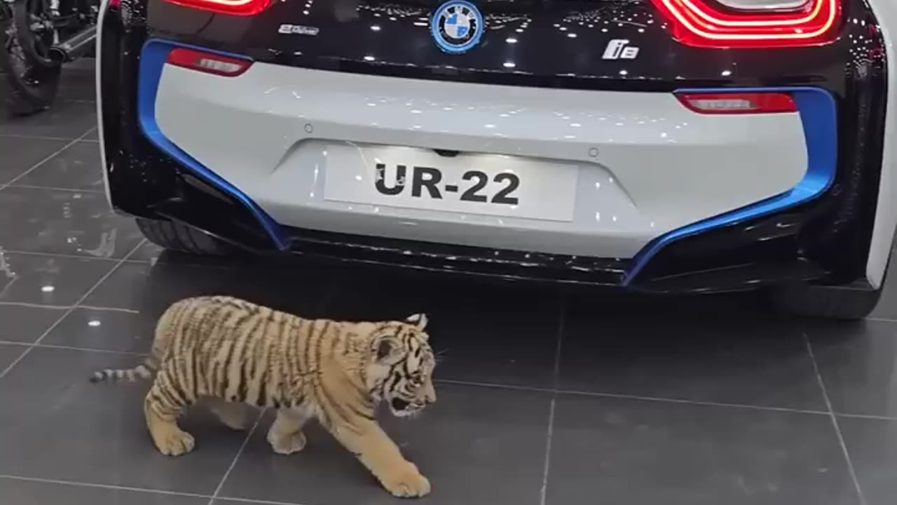 SMALL TIGER