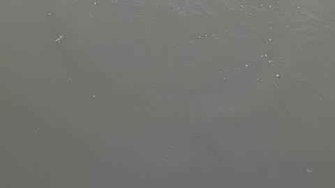 Bluegill kissena