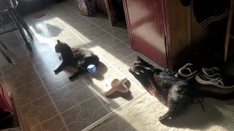 Mornings with the Cats of Mythland