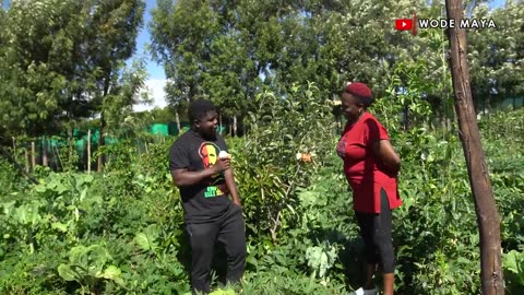 Apples growing in Kenya