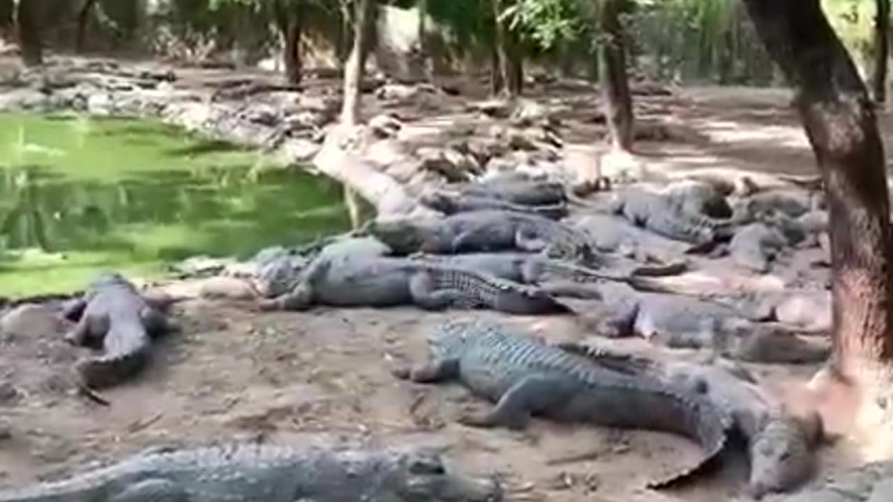 Huge Crocodiles