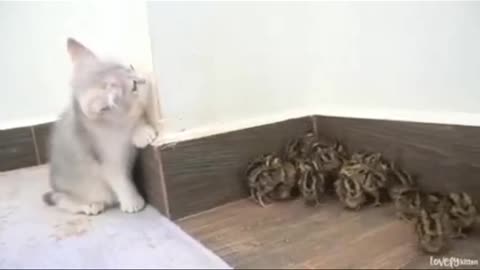 Cat funny