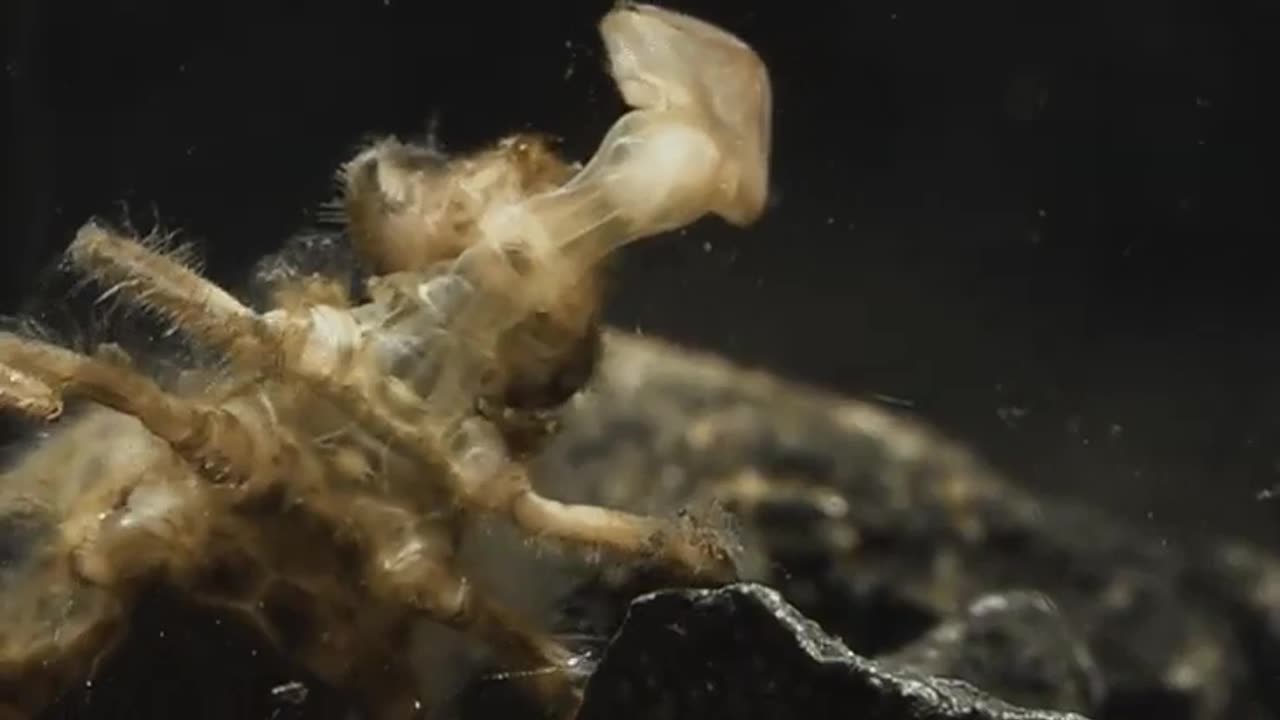 Dragonfly larva, eating mosquito larva