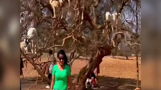 I'm going to buy a goat tree