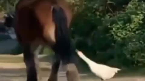 Doesn't Like Being Touched