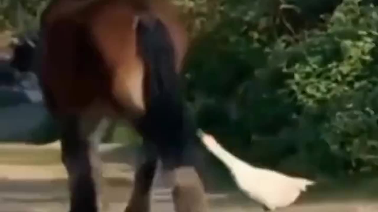 Doesn't Like Being Touched