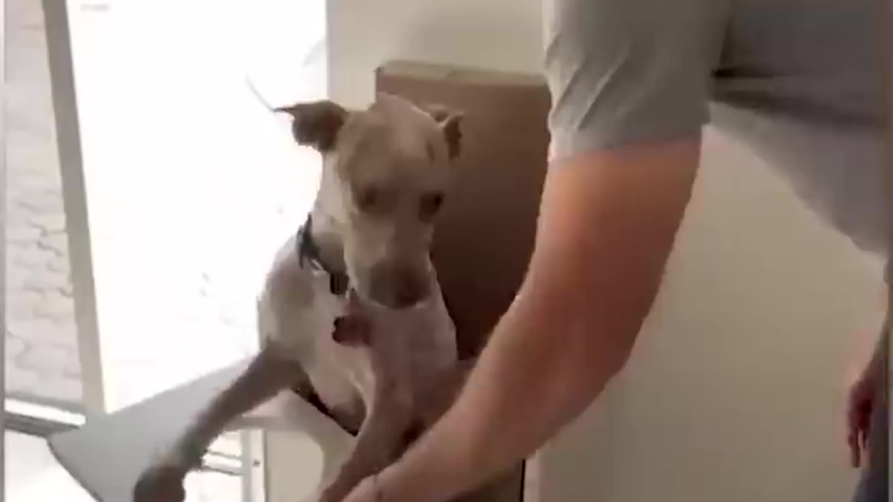 Funny Animal Videos Of The Day 01! 😂😂