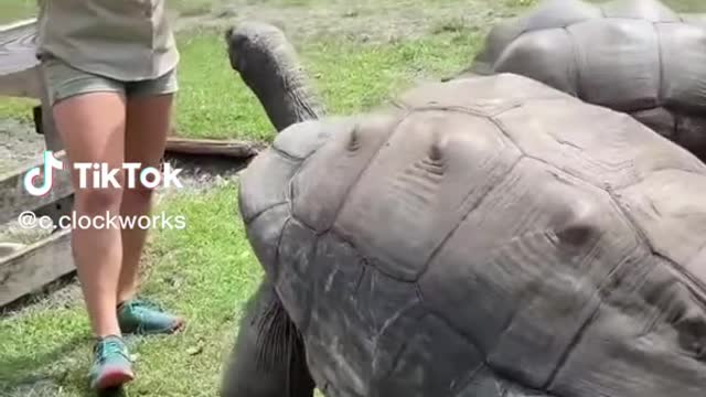 190 years old tortoise in the world