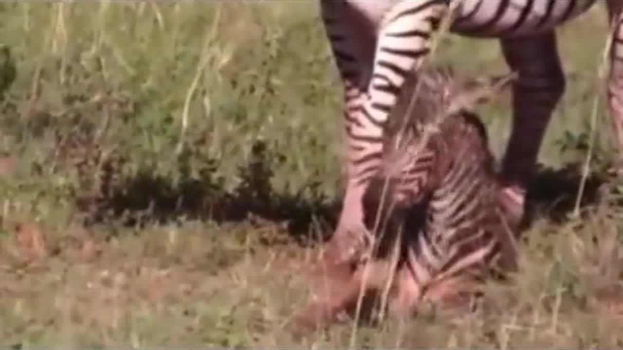 Zebra fight