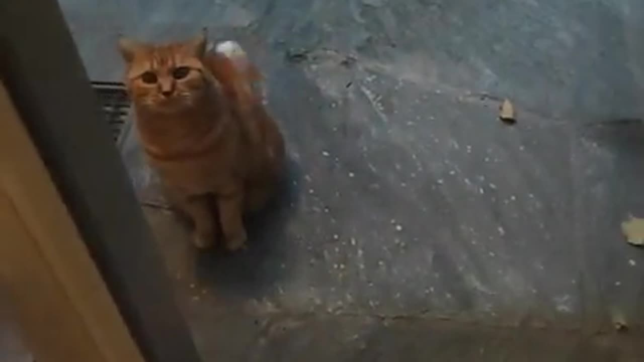 Orange Cat Behavior