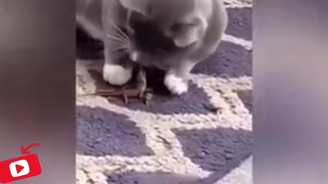 Cat funny videos 😂😂