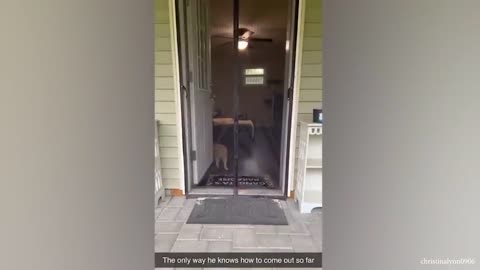 Watch and TRY NOT TO LAUGH 🤣 Funny Cat Videos of 2024