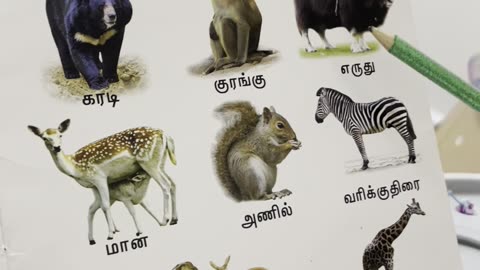 Animal names in Tamil