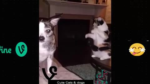 Best Funny Animal Videos Of The 2023 🤣 - Funniest Cats And Dogs Videos 😺😍😂🐶 Funny cat & dog videos 😍