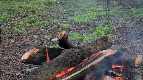 Peace of the forest with wood tea 🫖🏕️🇮🇷