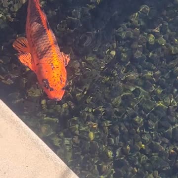 Koi!