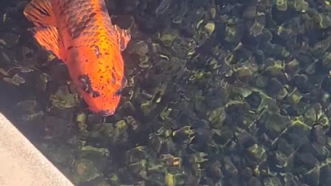 Koi!